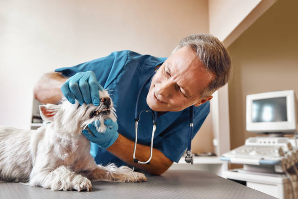 Best Emergency Denture Repair in Dulles Town Center, VA